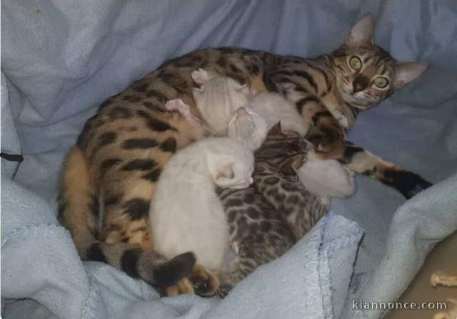 annonce chaton Bengal disponible 