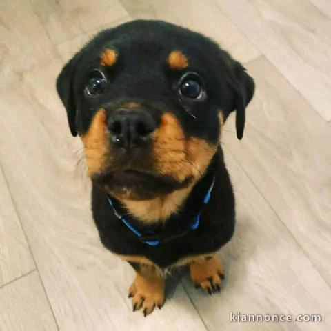 chiot rottweiler à adopter femelle 