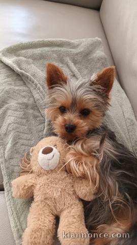 bébé chiot Yorkshire femelle a donner 