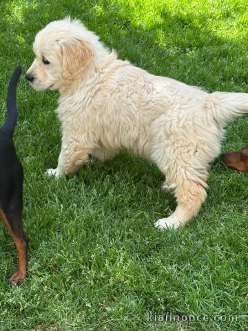 chiots golden retriever mâle a donner 
