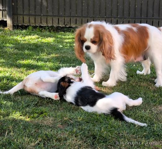 chiot cavalier king charle a donner 