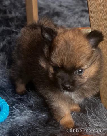 chiot spitz nain a donner 