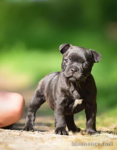 chiot staff disponible pour adoption 