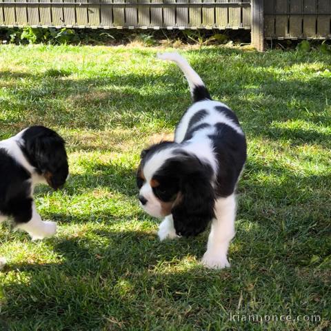 chiots cavalier king charle femelle a donner 