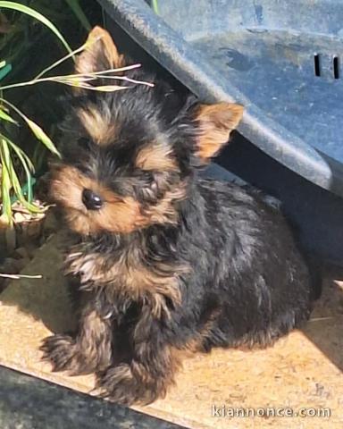 chiot Yorkshire femelle a donner 