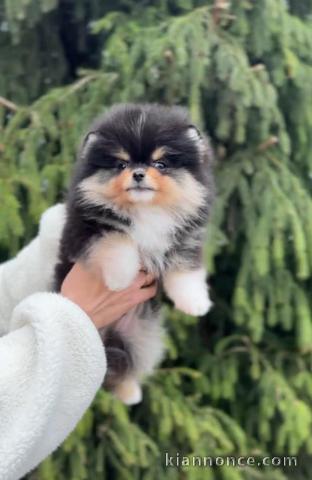 spitz nain Poméranie adorable a venir chercher sur place 