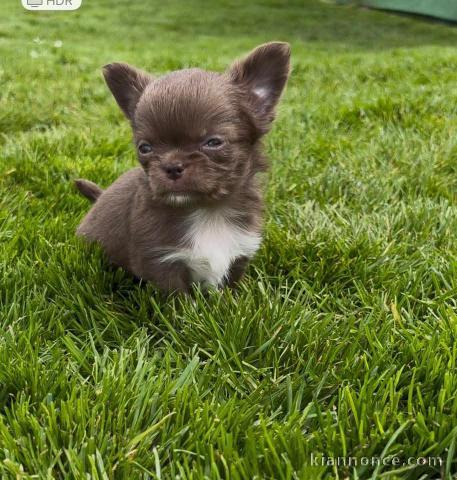 chiot chihuahua femelle a donner 