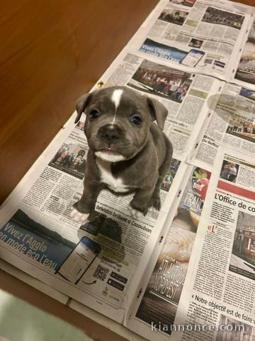 a donner contre bon soin chiot staffie 