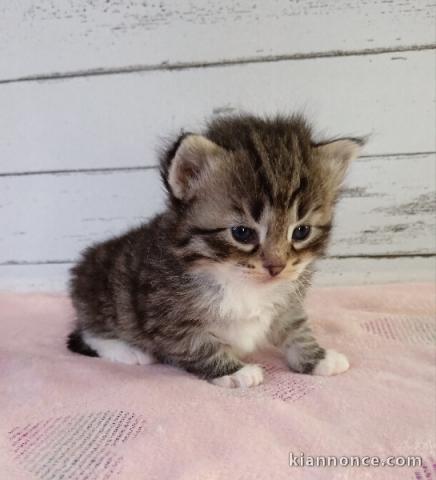 Chaton sibérien à donner mâle et femelle 