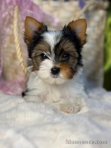 Chiots Yorkshire terrier disponible à adopter 