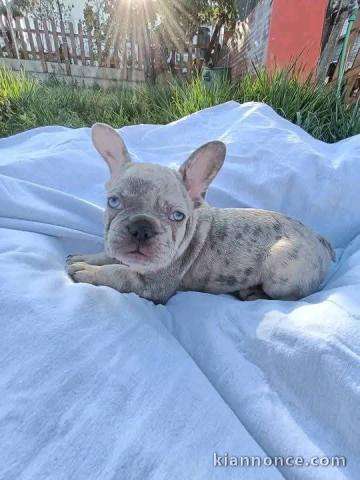 Magnifique chiot bouledogue français aux yeux bleus 