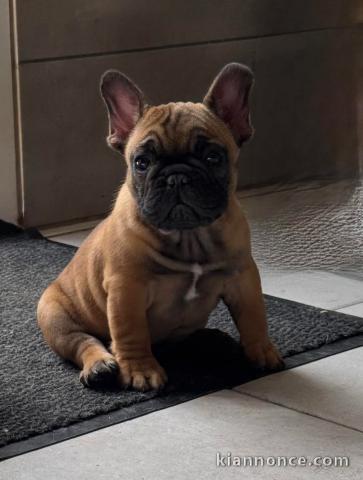 Chiots bouledogue français disponible de suite 
