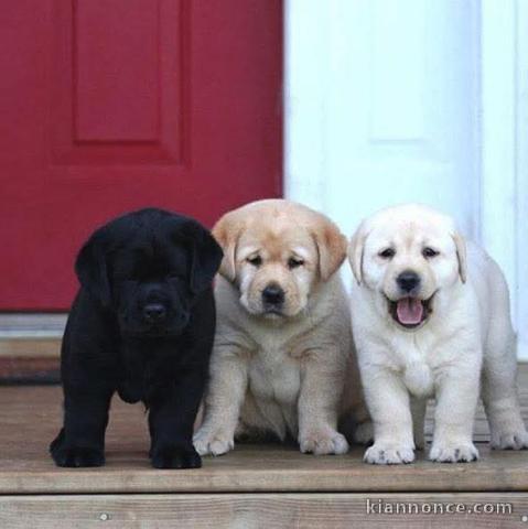 Chiot labrador retriever pour adopter 