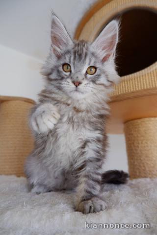 Chaton Maine coon à donner 