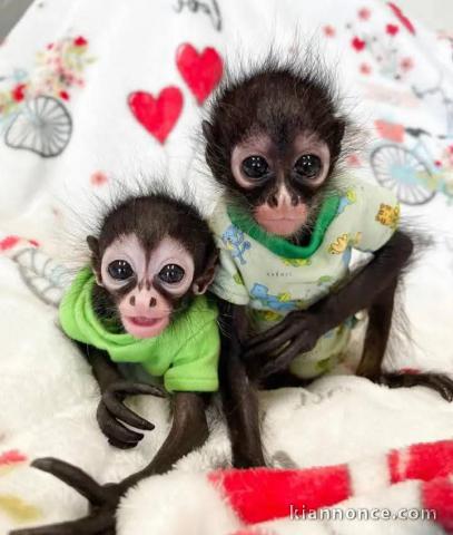 Bébé singe capucin à donner 