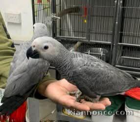 Perroquet gris Gabon disponible pour adoption 