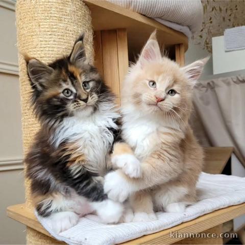 Bébé chaton Maine coon disponible 