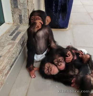 Singe capucin disponible immédiatement 