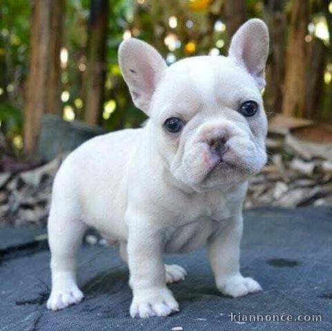 Je donne chiot bouledogue français 