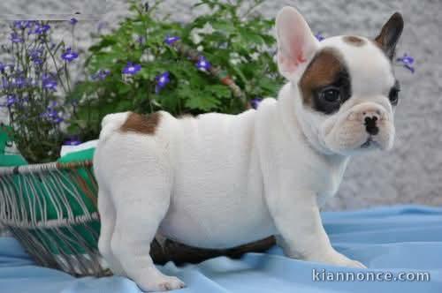 Je donne chiot bulldog français mâle 