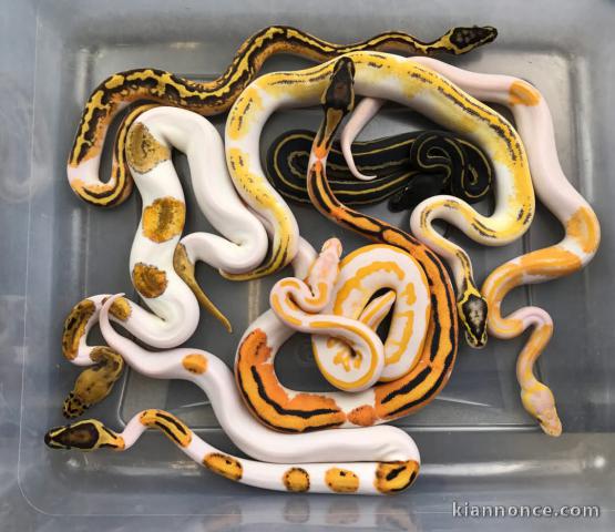 serpent disponible de suite pour adoption 