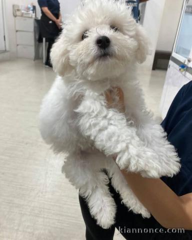 Magnifique chiot bichon maltais disponible 