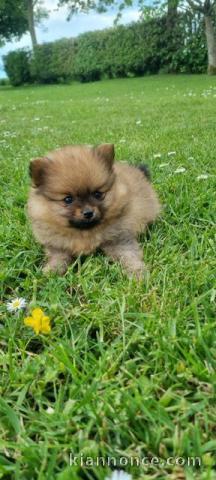 chiots spitz allemand race pure a donner 