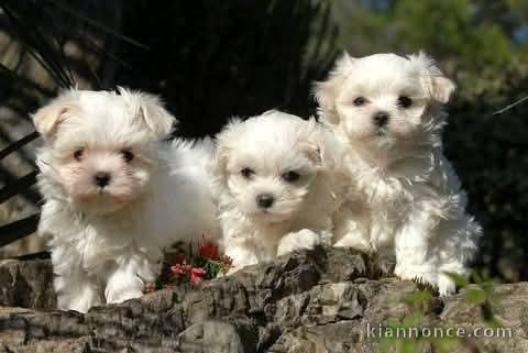 chiots bichon maltais à adopter 
