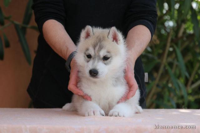 magnifique chiot sibérien husky 