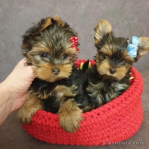 Adopter chiot York disponible 