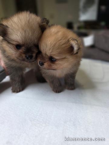 chiots spitz nain disponible 