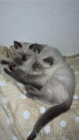 Chaton siamois a donner contre bon soin 