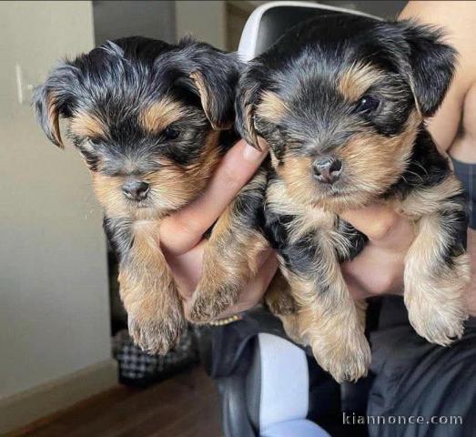 Chiots York mâle a donner 