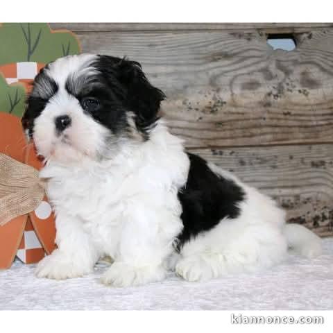Chiots Shih Tzu à donner 