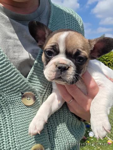 Bébé chiot bulldog français mâle à donner 