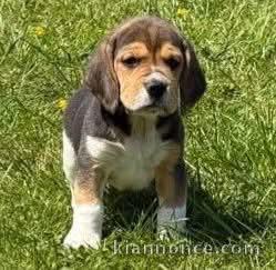 Chiots beagle a donner femelle 