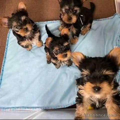 chiots York a donner 