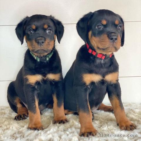 Chiots rottweiler disponible 