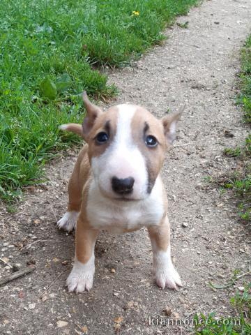Bébé Bul terrier a donné 