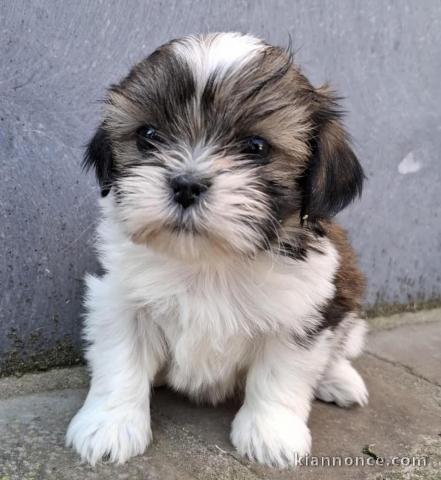Chiots Shih Tzu à donner 