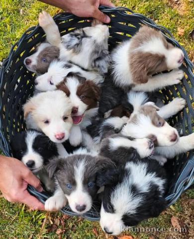 Chiots Border collier mâle et femelle a donner 