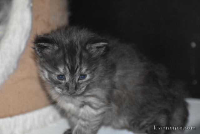 chaton norvégien a donner contre bon soin 