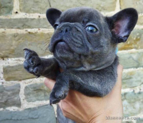 Adopter chiot bulldog français mâle 