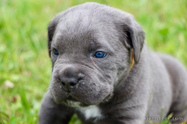 Chiots cane corso aux yeux bleus a donné 