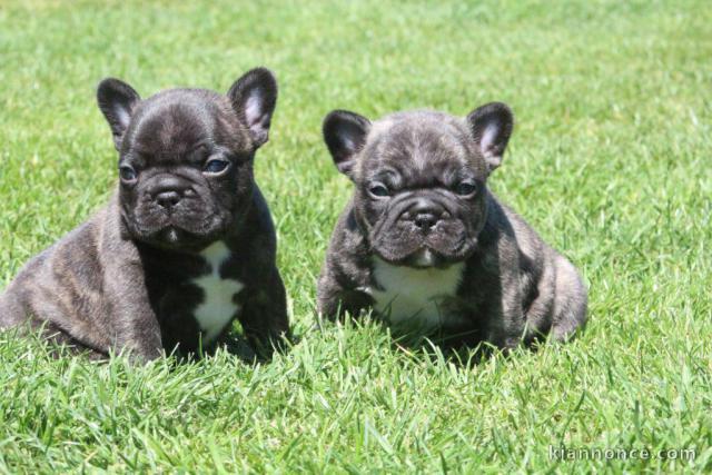 À adopter chiot bulldog français 