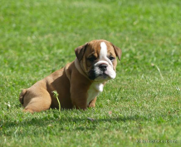 Bébé chiot bulldog anglais disponible 