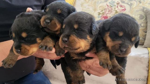 Adoption chiot rottweiler disponible 