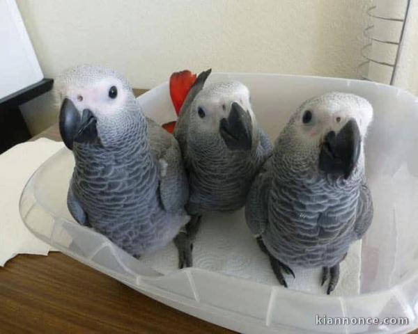 Perroquet gris Gabon disponible 