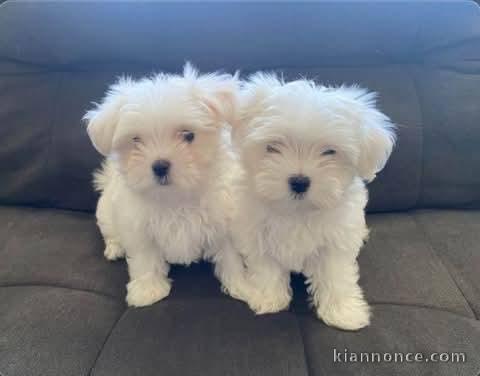 chiot bichon maltais a donner 