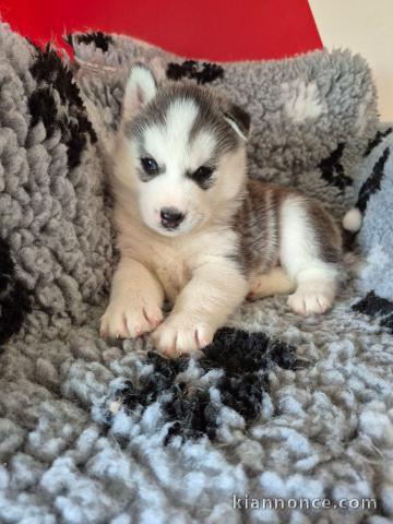chiot husky sibérien à donner mâle 